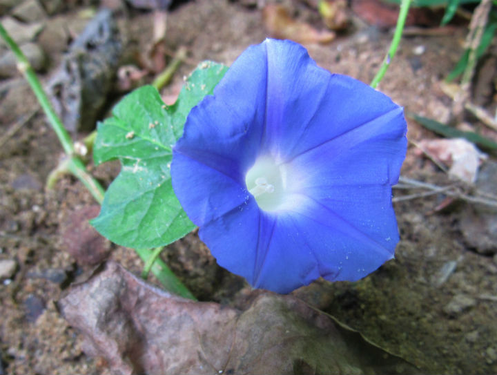 Ivy-leaf Morning Glory